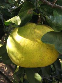              Fruit (Winter Haven, FL)       