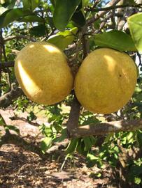              Fruit (Winter Haven, FL)       