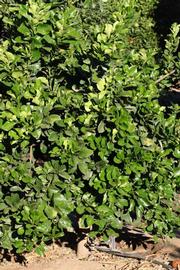            Habit (Riverside, CA)   