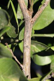              Second - third year twig (Riverside, CA)       