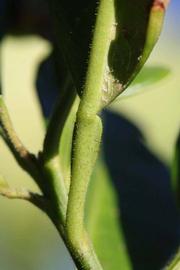              Petiole (Riverside, CA)       