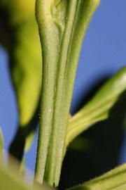            First year twig (Riverside, CA)   