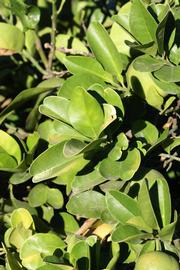              Sun leaves (Riverside, CA)       