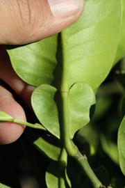              Petiole (Riverside, CA)       