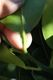              Petiole (Riverside, CA)       