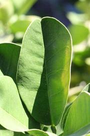              Unifoliolate leaf (Riverside, CA)       