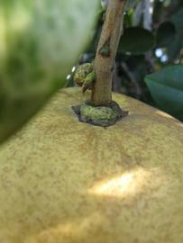              Fruit (Winter Haven, FL)       