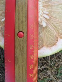              Fruit cross-section (Winter Haven, FL)       