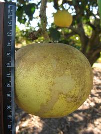              Fruit (Winter Haven, FL)       