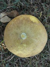              Fruit (Winter Haven, FL)       