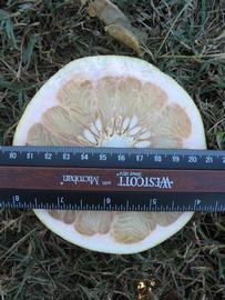              Fruit cross-section (Winter Haven, FL)       