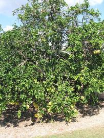            Habit (Winter Haven, FL)   