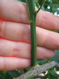            First year twig (Winter Haven, FL)   