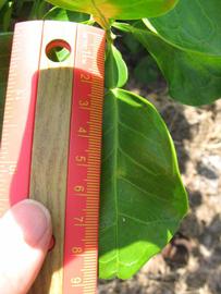              Unifoliolate leaf (Winter Haven, FL)       