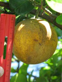            Fruit (Winter Haven, FL)   