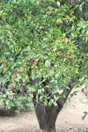            Habit (Riverside, CA)   