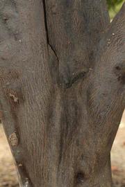            Bark (Riverside, CA)   