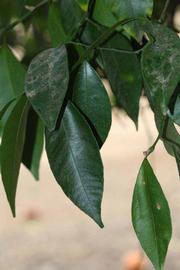              Shade leaves (Riverside, CA)       