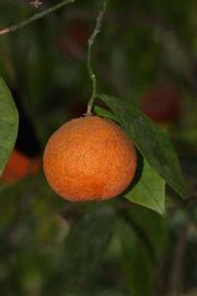            Fruit (Riverside, CA)   