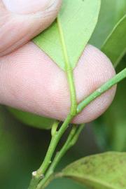              Petiole (Riverside, CA)       