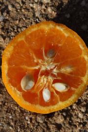              Fruit cross-section (Riverside, CA)       