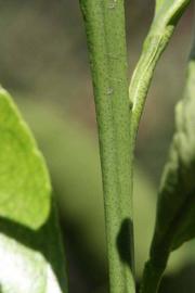              First year twig of  Citrus tamurana            (Hyuganatsu, Riverside,   CA)       