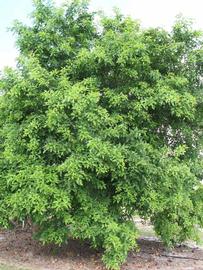              Habit (Winter Haven, FL)       