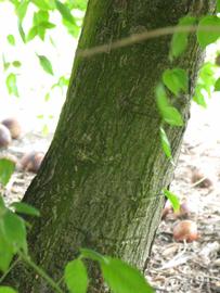              Bark (Winter Haven, FL)       