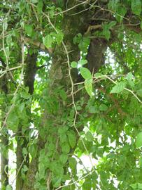            Shade leaves (Winter Haven, FL)   