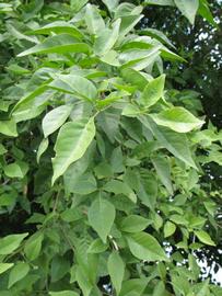              Sun leaves (Winter Haven, FL)       