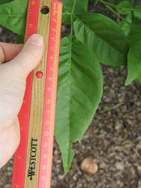              Trifoliolate leaf (Winter Haven, FL)       