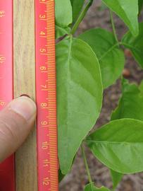              Leaflet (Winter Haven, FL)       