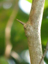              Thorn (Winter Haven, FL)       