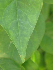              Margin (Winter Haven, FL)       