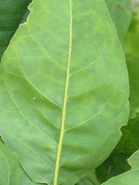              Leaflet (Winter Haven, FL)       