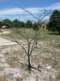           Habit (Winter Haven, FL)   