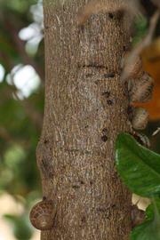            Bark (Riverside, CA)   