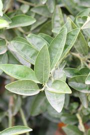              Sun leaves (Riverside, CA)       