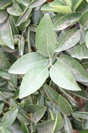              Sun leaves (Riverside, CA)       