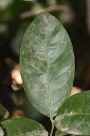              Unifoliolate leaf (Riverside, CA)       