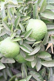              Sun leaves (Riverside, CA)       