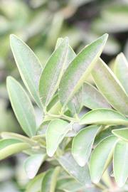              Sun leaves (Riverside, CA)       