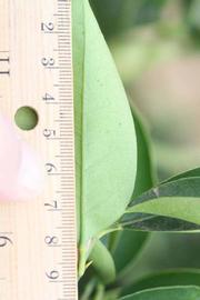              Unifoliolate leaf (Riverside, CA)       