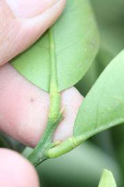              Petiole (Riverside, CA)       