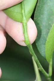              Petiole (Riverside, CA)       