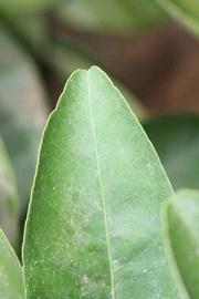              Margin (Riverside, CA)       