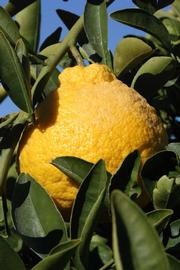              Fruit (Riverside, CA)       