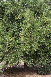              Habit (Iyomikan, Riverside, CA)   