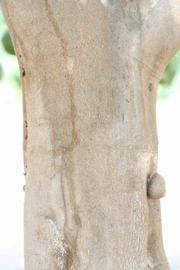              Bark (Iyomikan, Riverside, CA)   