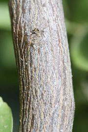                Second - third year twig (Iyomikan, Riverside,   CA)       